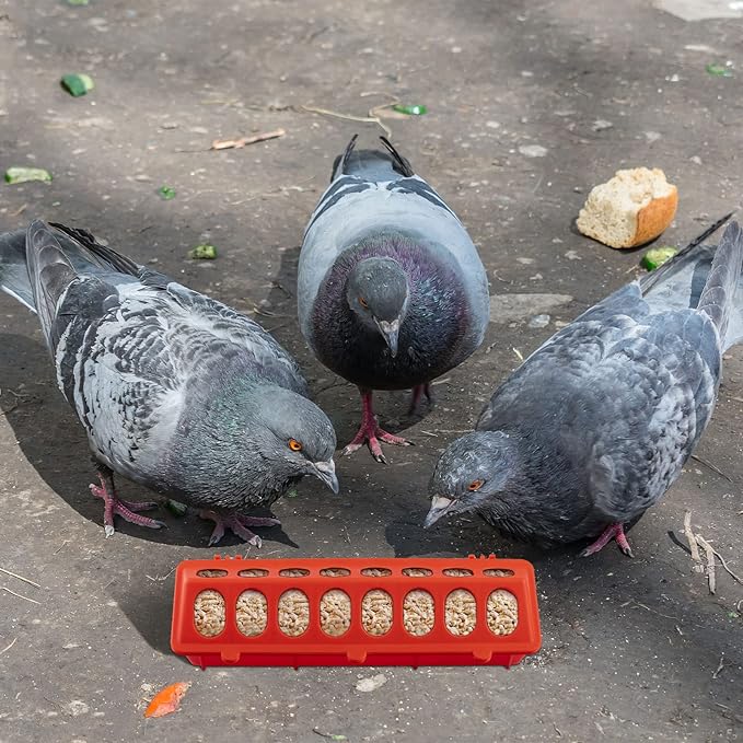 8 Pack Plastic Flip Top Small Poultry Feeder Quail Feeder Baby Chick Ducklings Feeder Red No Mess No Waste Multihole Poultry Feeding Dish Dispenser for Pigeon Chicken Bird