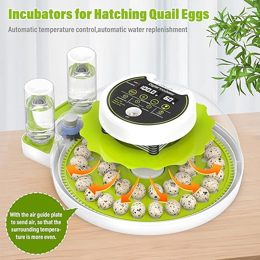 Quail Egg Incubator for Hatching 40 Quail Eggs with Automatic Turner and Humidity Control, Small Quail Brooder, Outdoor Poultry Egg Incubator, Suitable for Quail Parrot Canary and Other Bird