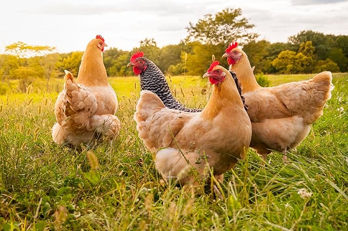 Country Heritage Hen Egg Layer Pellet 10lbs - 16% Protein Chicken Feed for Increased Egg Production & Strong Eggshells, High Protein