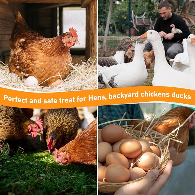 MAQIHAN 30oz Chicken Nesting Herbs - Dried Herb for Layer Feed,Coop and Run Insulation,Roosting Bars, Box Pads,Supplies for Laying Hens & Chicks,Vacuum Packed Bedding for Winter