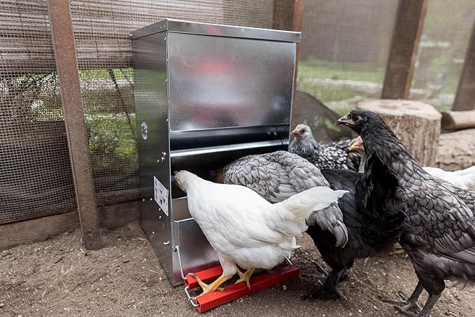 My Favorite Chicken 40lb Automatic Metal Poultry Treadle Feeder – Rust-Resistant, Self-Adjusting, and Eco-Friendly Feed Management
