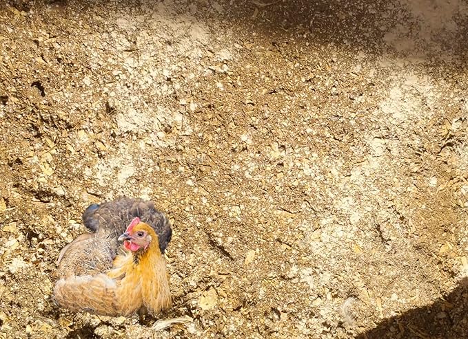 Coop-Right Chicken Coop Natural Poultry Dust Bath Nest Freshener Odor Eliminator | Redmond Clay, Earth Powder, Rosemary | 3 lb…