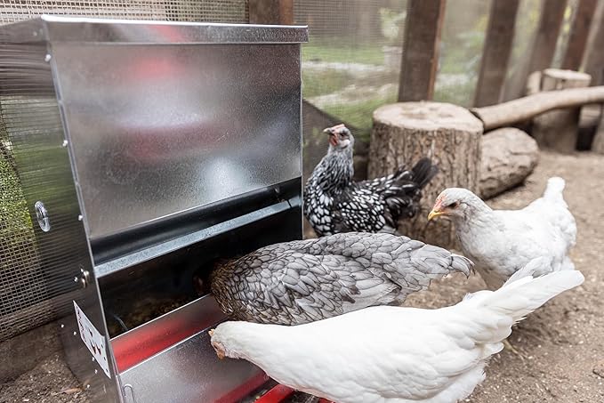 My Favorite Chicken 40lb Automatic Metal Poultry Treadle Feeder – Rust-Resistant, Self-Adjusting, and Eco-Friendly Feed Management