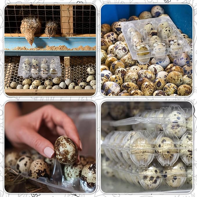 60 Pcs Quail Egg Cartons Combo, 12 Grids Clear Egg Cartons Clear Plastic Stackable Trays – Fit Both Standard & Jumbo Quail Eggs Also for Pigeon Small Poultry Ideal for Home Farm Market Use