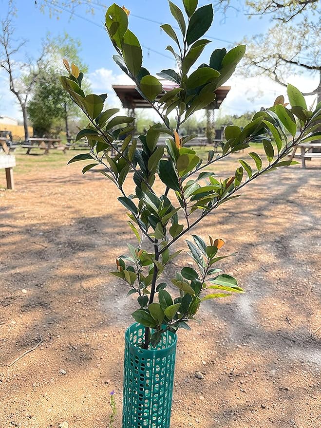 Plant and Tree Guard Protector; Wrap Tall Expandable Grow Tubes Around Trunk Bark, Landscape Plants, Saplings, and Vines; Protection from Trimmers, Weed whackers, and Animals (24, Green)