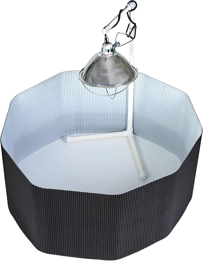 Little Giant® Chick Brooder Enclosure | Setup for Raising and Brooding Chicks | Poultry Brooder Box