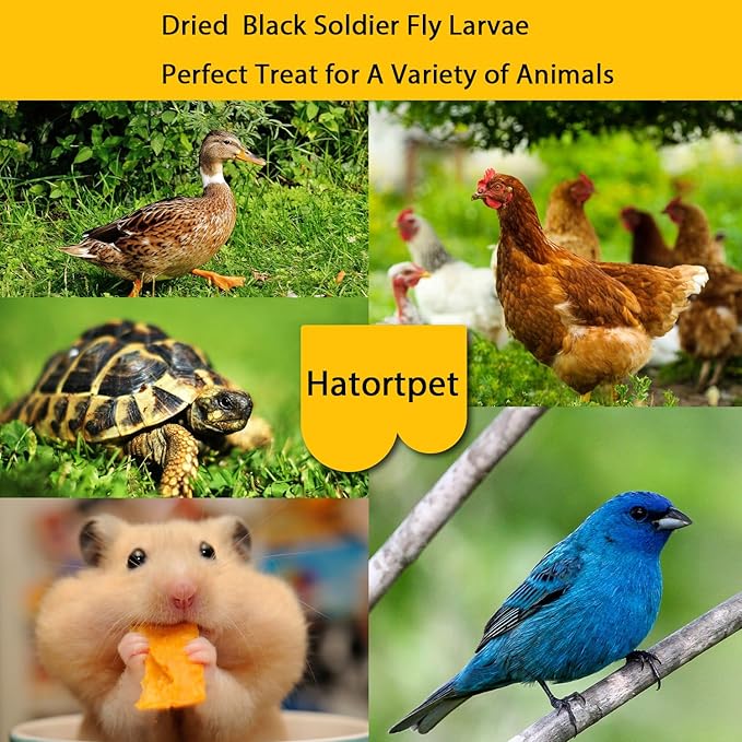 Dried Black Soldier Fly Larvae 10LB-Pure Natural Non-GMO BSF Larvae for Chickens-More Calcium Than Mealworms High-Protein Chickens Treats for Layer Hens Wild Birds Ducks