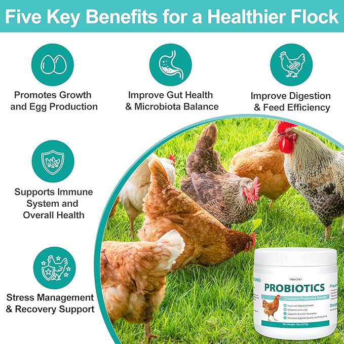Chicken Probiotic Powder, 300 Billion CFU Multi-Strain Poultry Probiotics for Poultry, Supports Digestive Health Immune Support & Eggshell Quality, Easy Mix Feed Supplement Pullets Layers 8 oz