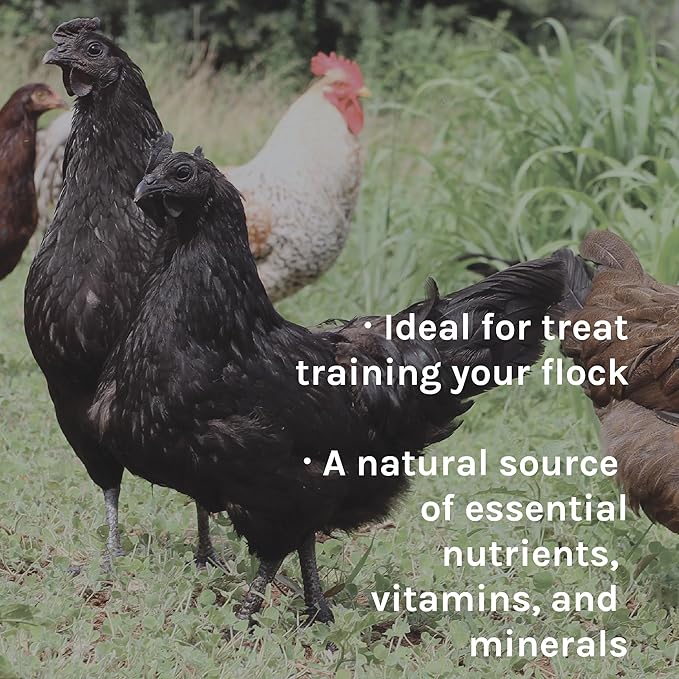 New Country Organics | Chicken Feed | Scratch Feed for Adult Poultry | Soy-Free | 9% Protein | Certified Organic and Non-GMO | 25 lbs