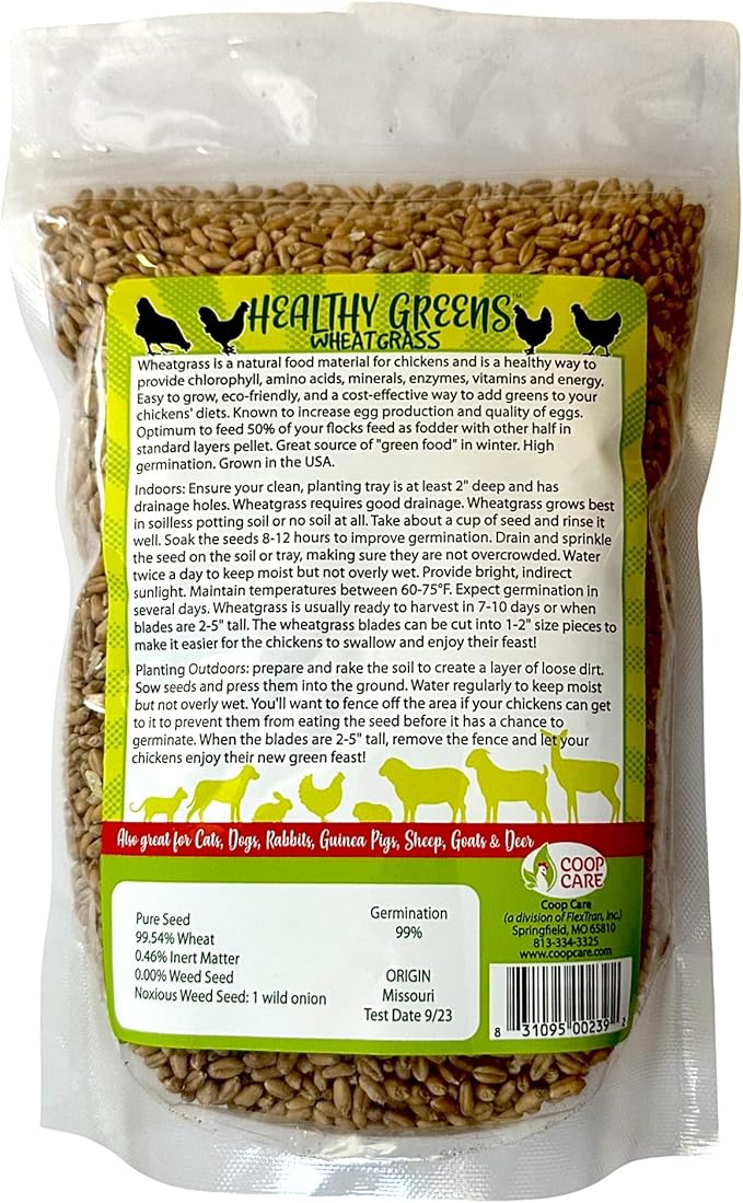 Healthy Greens Wheatgrass Scratch Feed & Fodder Seed, 1lb Bag. Premium Wheat Berries, Non-GMO Wheatgrass for Backyard Chickens, Plant Indoors/Outdoors. Also Ideal for Cats, Dogs w/Chick Fresh