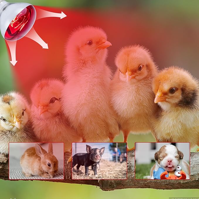 4 Pack 250 Watt Heat Lamp Bulbs for Chicks, R40 Brooder Heat Lamp for Chickens, Infrared Reflector Heat Bulbs for Brooder Heater, Incandescent Spotlight for Pet, Bathroom, Food