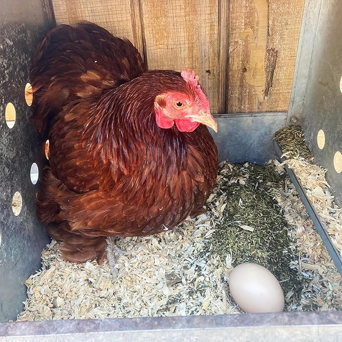 Pampered Chicken Mama Backyard Chicken Nesting Herbs 16 oz (1 lb) - MitesBGone All-Natural Backyard Chicken Feed & Supplies to Protect Against Pests, Bugs, Insects & Vermin - Nesting Blend for Hens