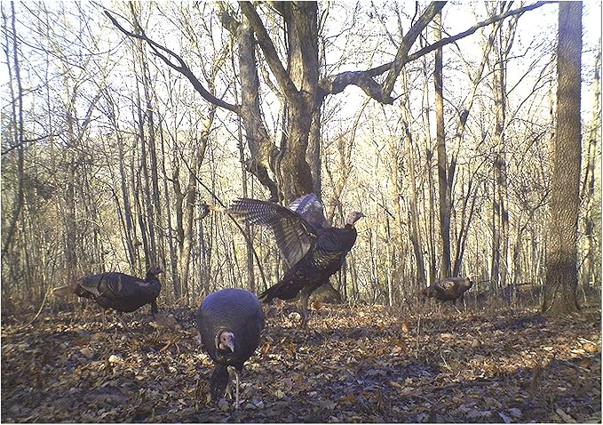 Wild Turkey Scratch Feed Supplement - All Natural Vitamin Fortified w/Oyster Shell Calcium - Game Bird Attractant