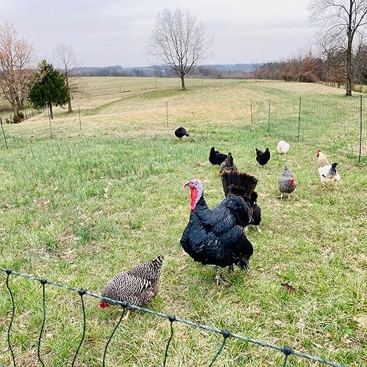 Fence Energizer with Electric Poultry Netting