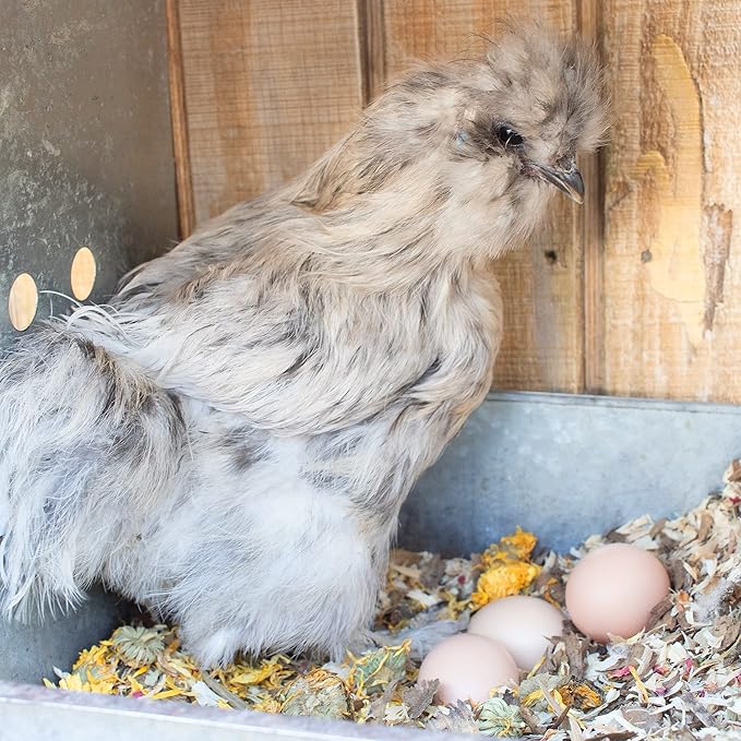 Pampered Chicken Mama Floral Nesting Herbs for Chickens (10 Ounces) | Relaxation Blend for Chick Brooder Box, Chicken Coop Bedding | Scent of Spring