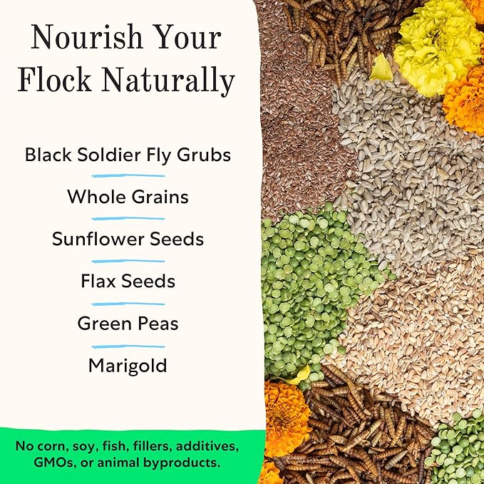 Grubbly Farms Fresh Pecks Layer Chicken Feed Crumbles - 16% Layer Feed for 20+ Week Old Hens, Batams, and Larger Breeds - Contains Black Soldier Fly Grubs - No Soy, Corn, or Fish - 30 lb Bag