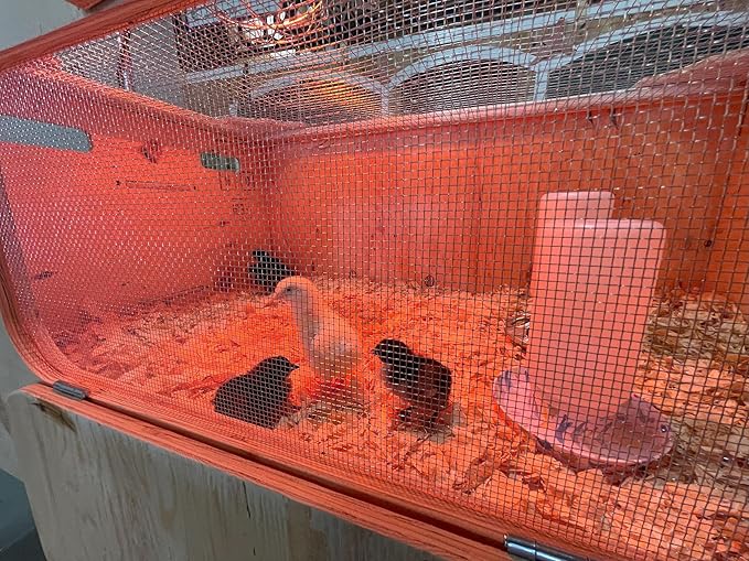 Ben's E-Z Brooder