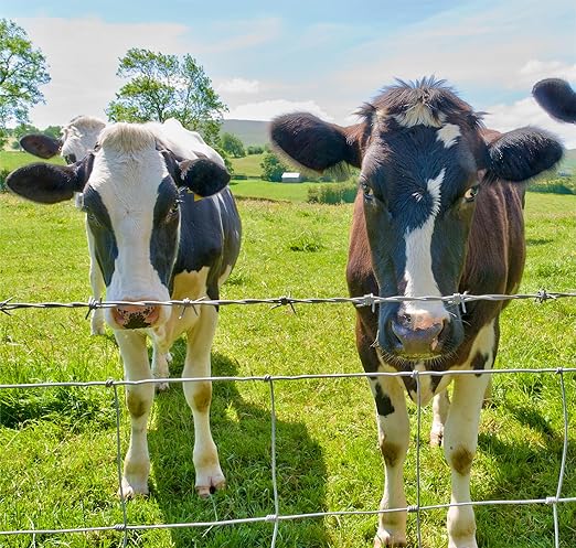 Farm Fence 4ft x 100ft Heavy Zinc Coating Cattle Fence,Galvanized Field Wire Fencing Deer Goat Hog Wire Fencing for Yard Livestock & Animals Protection