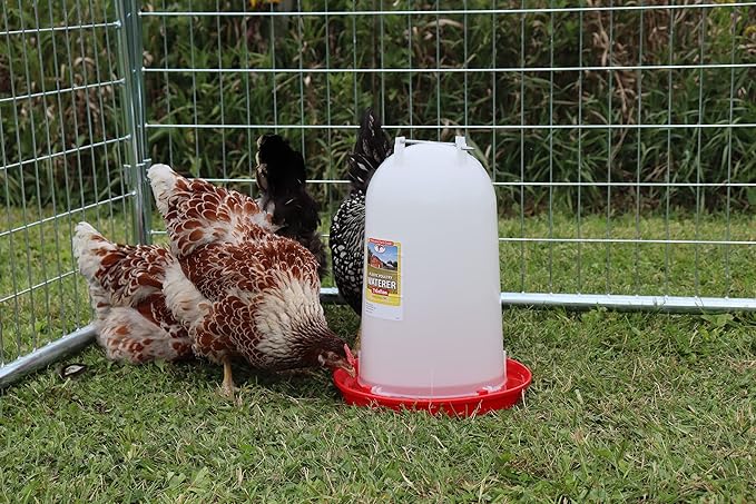 Little Giant® Plastic Poultry Drinker | Heavy Duty Plastic Gravity Fed Water Container Jar | Chicken Waterer with Handle | 3 Gallon