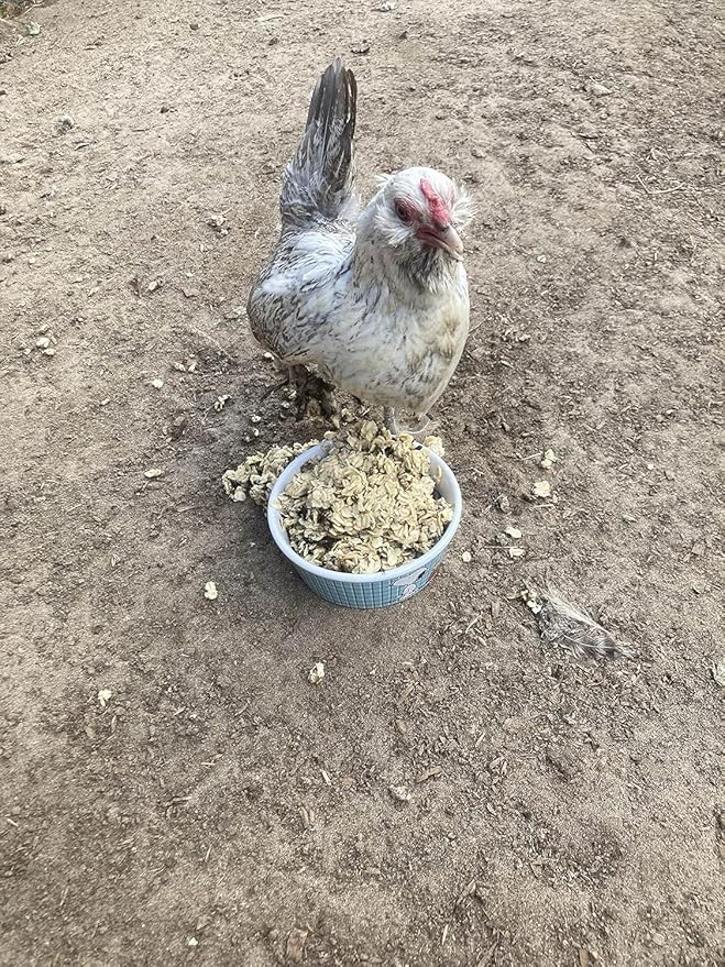 USA Black Soldier Fly Grub, Oatmeal, & Herb Chicken Scratch Treat for Backyard Hens: Healthy Backyard Chicken Feed and Supplies, Cold Winter Nights (4 pounds)