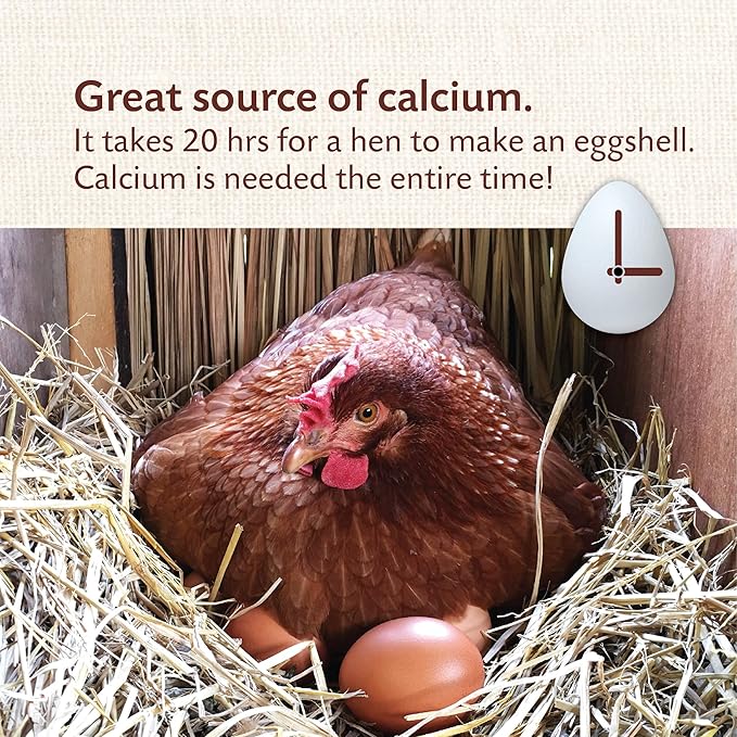 Manna Pro Crushed Oyster Shell for Laying Hens, High-Calcium Supplement to Support Strong Eggshells and Healthy Laying Chickens, Poultry Oyster Shell, 6-Pack of 5 lb Bags
