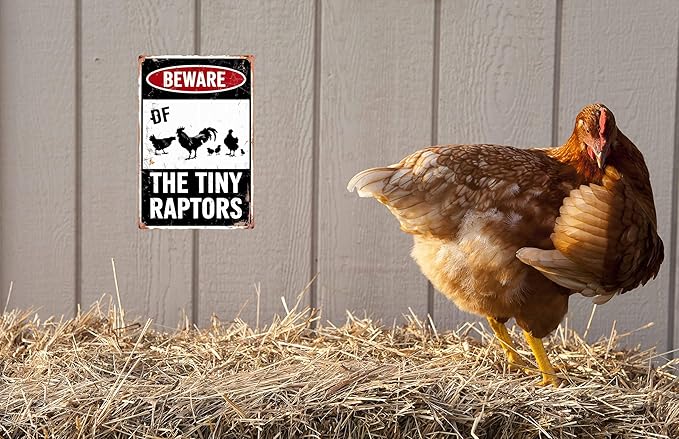 Funny Beware Of Chicken Signs For Coop Funny Outdoor Chicken Coop Signs Beware Of The Tiny Raptors Sign Chicken Coop Accessories 8x12 in
