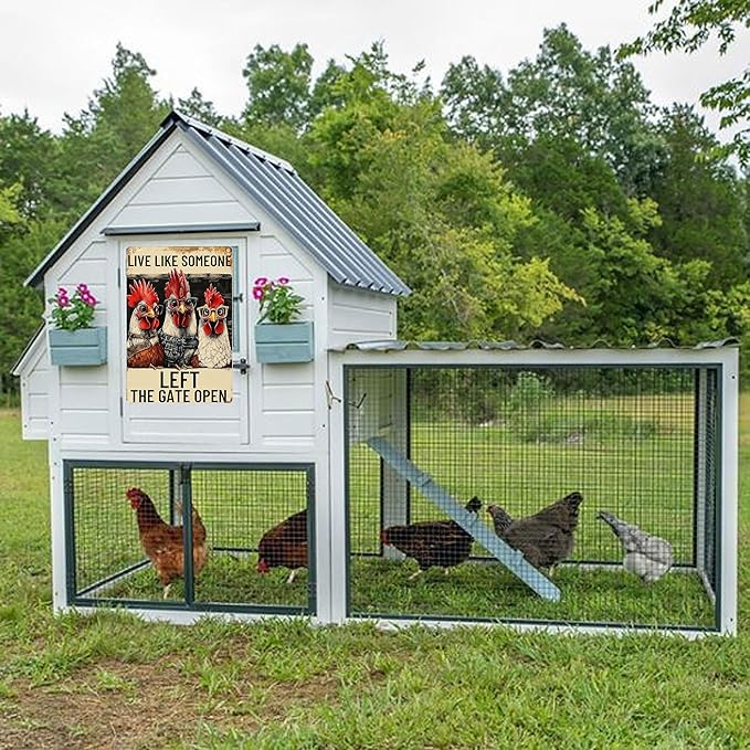 Vintage Metal Chicken Signs-Funny Chicken Decor Sign Live Like Someone Left The Gate Open Tin Sign for Home Chicken Coop Farm Fence Kitchen Bathroom Bedroom Wall Decor 8x12 Inches