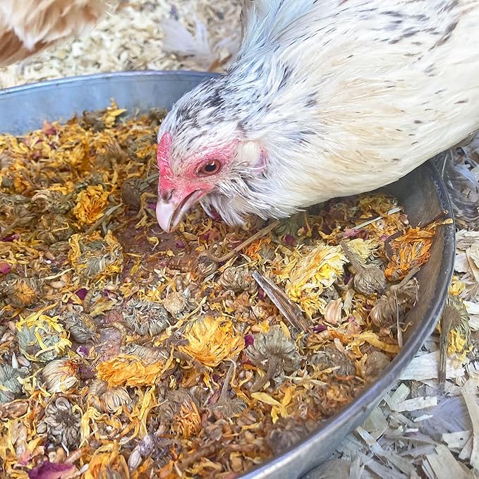 Backyard Chicken High Protein Herbal Treat with Dried River Shrimp, Black Soldier Fly Larvae, Mealworms, Basil, Hibiscus Flowers, Rose Petals (PowerHen) (8 pounds)