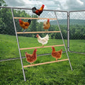 Chicken Coop Roosting,Chicken Roosting Bars for Chicken Coop,Backyard Chicken Raising Poultry Habitat Supplies, Wooden Easy Assembly for Backyard Poultry (55' L x 40' W)