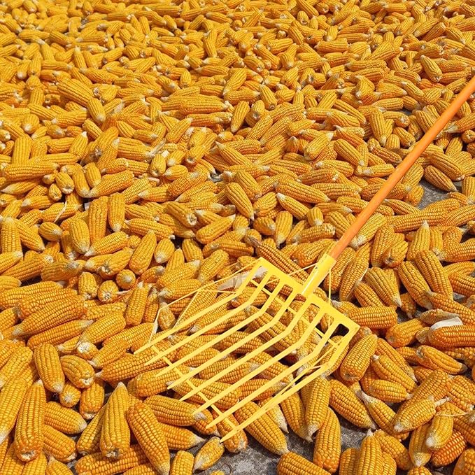 Large Corn Shovel with Thickened Yellow Steel Blade, Multi-use Farm and Garden Hand Tool for Harvesting and Collecting Maize, Portable Orchard and Lawn Shovel