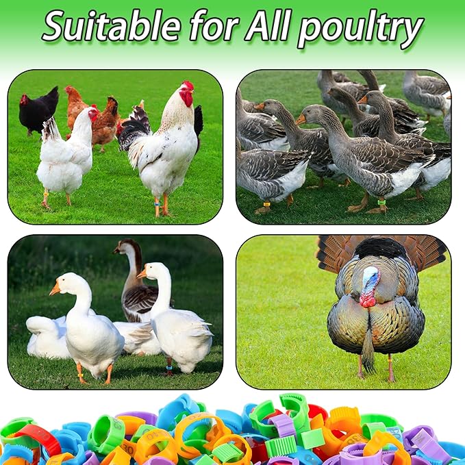 100pcs Chicken Leg Bands, 14-22mm Adjustable Poultry Tags, Durable Multi-Colored Hens Identification Leg Rings, Chicken Coop Accessories for Chickens, Chick, Ducks, Goose, Turkey, Birds