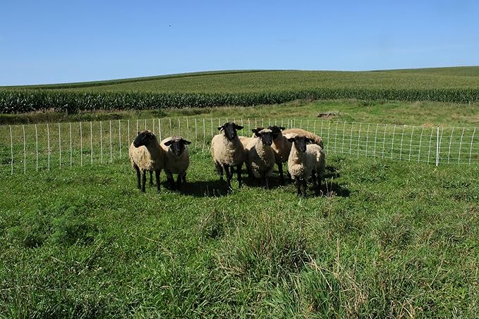 Starkline Classic Electric Netting- Electric Fence Protects Sheep, Goats, Gardens, beehives, and More. Electric net Fence Keeps preditors Out. (42" x 82')