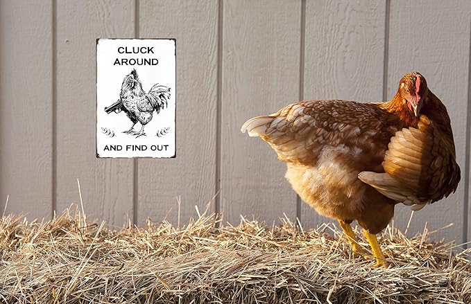 Funny Chicken Gifts Chicken Cluck Around and Find Out Tin Sign for Home Farm Chicken Coop Farmhouse Kicthen Garden Decor 8x12 in
