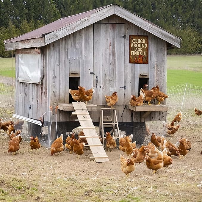 Metal Chicken Coop Signs, Outdoor Funny Yard Decorations, “Cluck Around and Find Out” Sign for Farmhouse Wall Decor, Gifts for Chicken Lovers Women – 8x12 Inch