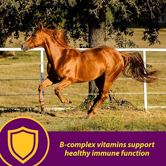 Horse Health Red Cell, Liquid Vitamin-Iron-Mineral Supplement for Horses, Helps Fill Important Nutritional Gaps in Horse's Diet, 1 Qt., 32 Oz., 16-Day Supply