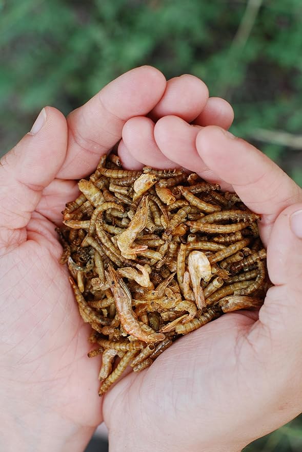 Surf & Turf | Dried River Shrimp & Mealworm Chicken Treat Premium Poultry Mix | 3 lb