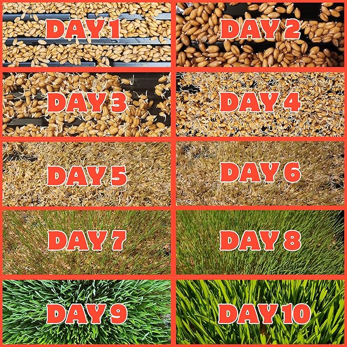 Healthy Greens Wheatgrass Scratch Feed & Fodder Seed, 1lb Bag. Premium Wheat Berries, Non-GMO Wheatgrass for Backyard Chickens, Plant Indoors/Outdoors. Also Ideal for Cats, Dogs w/Chick Fresh