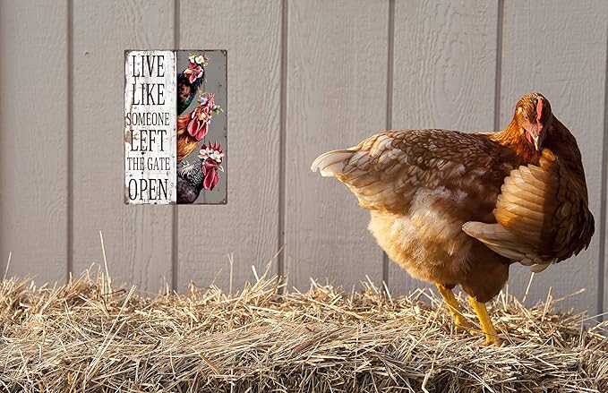 Chiken Gifts Vintage Chicken Decor Sign Live Like Someone Left The Gate Open Tin Sign for Home Chicken Coop Farm Fence Kitchen Bathroom Bedroom Wall Decor 8x12 in