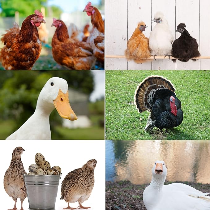 Premium Pine Bedding | Dust Free, Soft Shavings | All Natural | Chicken Coops | Animal Bedding | Small Animals | Odor Control (8 Quart)