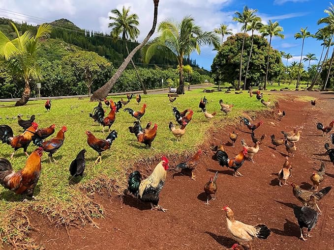OXIGENADOR para GALLOS NITROJET for Rooster Poultry Gamefowl para Gallos