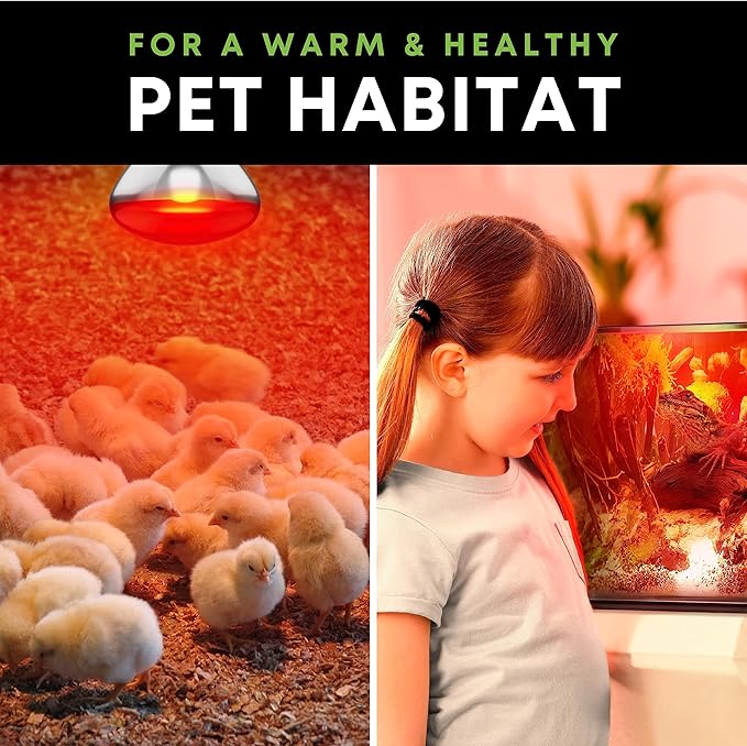 250 W att R40 Incandescent Light Bulbs (2-Pack) - Bathroom Infrared Heat Lamp for Chickens Chicks Puppies Reptiles Livestock Poultry , Sauna Red Light Therapy Bulb | 2,000 Hour Rated, E26 Base, 120V