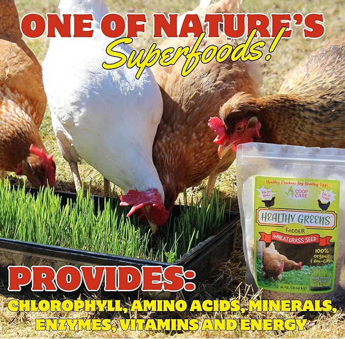Healthy Greens Wheatgrass Scratch Feed & Fodder Seed, 1lb Bag. Premium Wheat Berries, Non-GMO Wheatgrass for Backyard Chickens, Plant Indoors/Outdoors. Also Ideal for Cats, Dogs w/Chick Fresh (5 Bags)