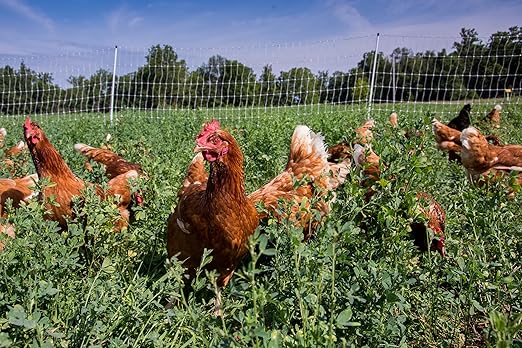 Gallagher 48" x 164' Electric Poultry Netting | Chicken Fence Repels Predators, 9 Mixed Metal Strands for 48x More Conductivity and Consistent Voltage, Sturdy Wire Fencing Keeps Poultry Safe