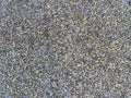 Premium Chicken Poultry Pasture Forage and Fodder Seeds (5-lb. Bag) - [33% Each: Clovers, Supplemental, Grains]