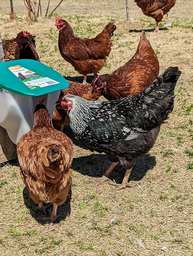 My Favorite Chicken VFeedr No Waste Hanging Poultry Feeder 5-lbs