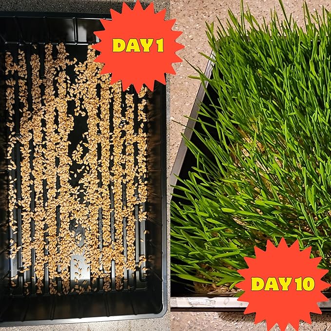 Healthy Greens Wheatgrass Scratch Feed & Fodder Seed, 1lb Bag. Premium Wheat Berries, Non-GMO Wheatgrass for Backyard Chickens, Plant Indoors/Outdoors. Also Ideal for Cats, Dogs w/Chick Fresh