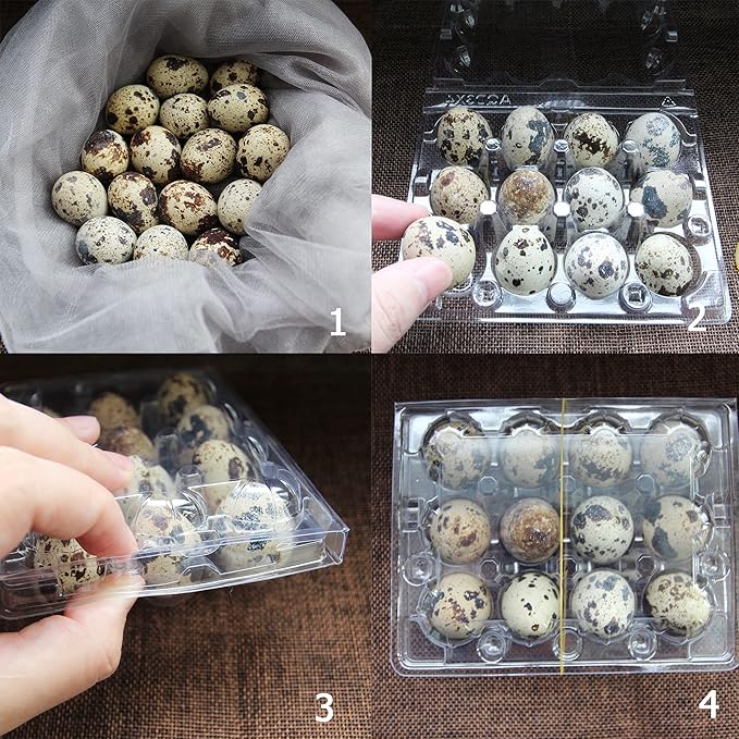 Plastic Quail Egg Cartons, 25 Pack, 12 Tray, Small Egg Display Container