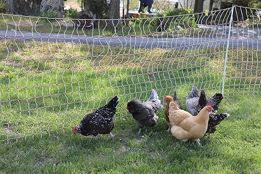 Gallagher 48" x 164' Electric Poultry Netting | Chicken Fence Repels Predators, 9 Mixed Metal Strands for 48x More Conductivity and Consistent Voltage, Sturdy Wire Fencing Keeps Poultry Safe