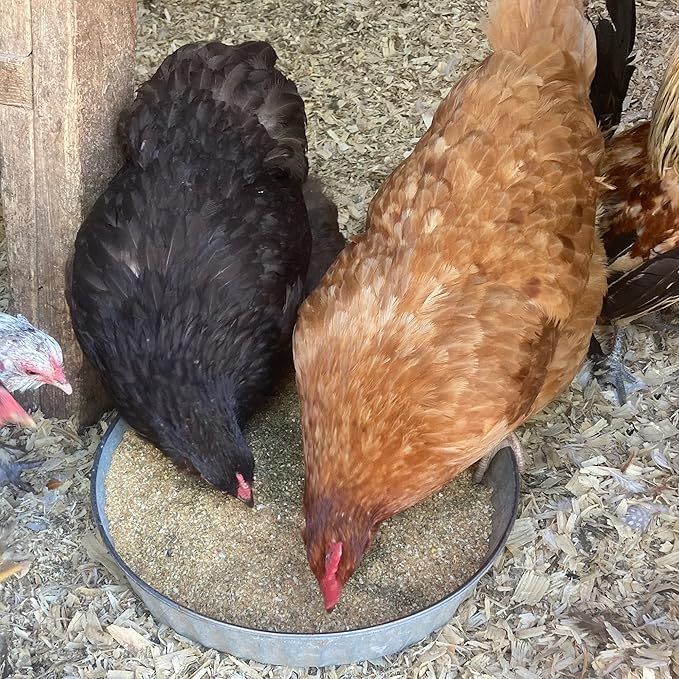 Pampered Chicken Mama Chicken Feed Mash - Premium Layer Feed Pellets - High Protein & High Calcium Chicken Grower Feed Supplies (10 Pounds)