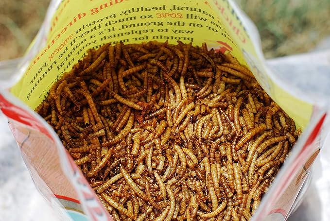 Add a Worm | Dried Mealworms Premium Poultry Treat for Chickens | 1 lb